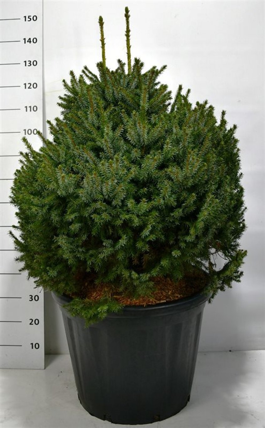 Picea omorika 'Nana' - C80 80-100 CM